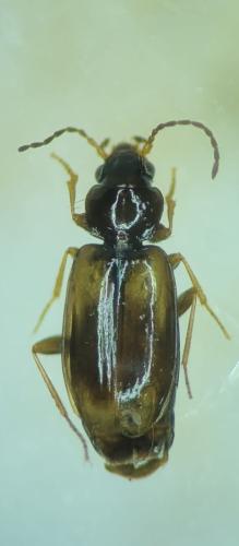 Réf. 358 005 : Tachys atratus